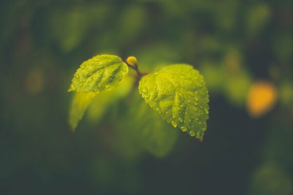 Mikro zdjęcie zielonych liści