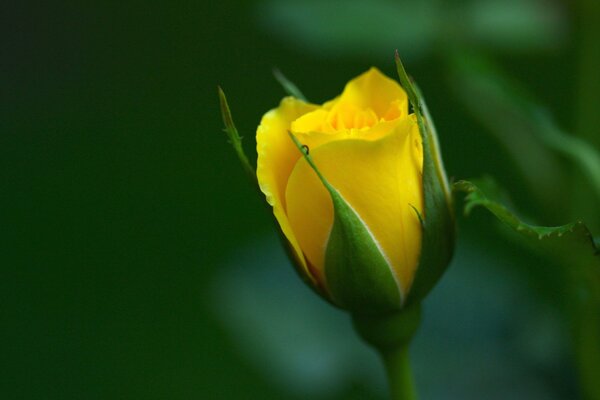 Kwitnący pączek żółtego młodego tulipana