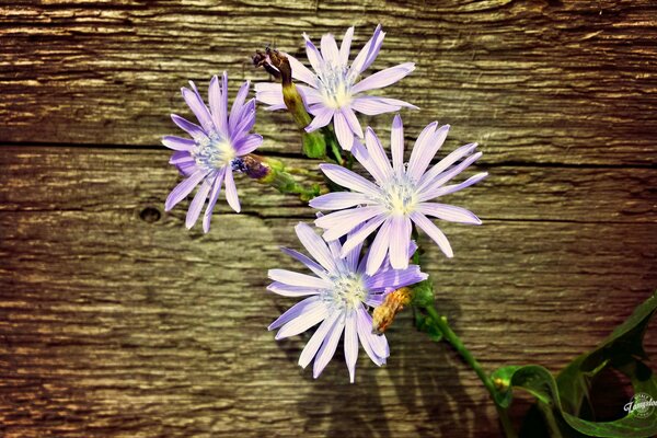 Lila Blumen auf einem hölzernen Hintergrund