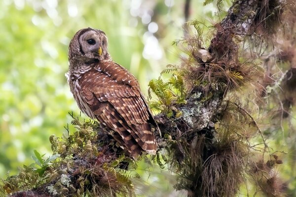 El búho en una rama volvió la cabeza hacia atrás