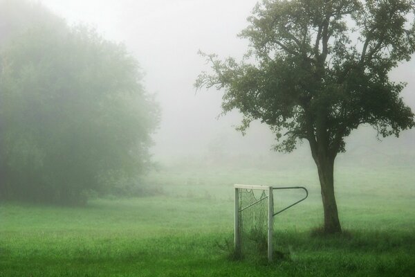 A misty green field, in the foreground a sports gate and a tree