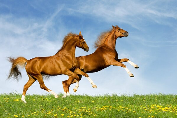 A pair of horses galloping across a green meadow
