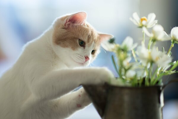 Un curioso gatito conoce las flores