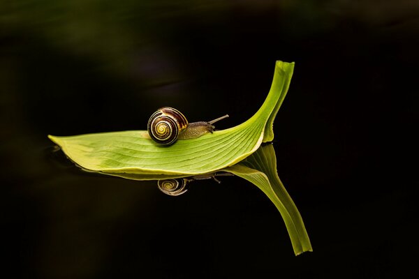 Grünes Blatt auf dem Wasser mit einer Schnecke