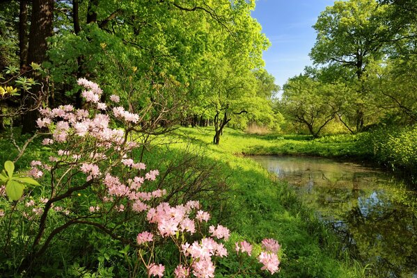 Étang dans la forêt à côté de fleurs