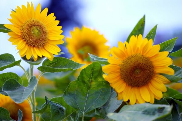 Big yellow sunflowers in summer