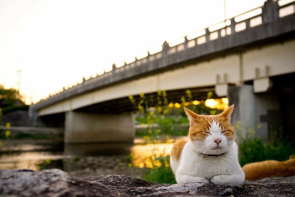Kot mruży oczy w pobliżu rzeki z mostem