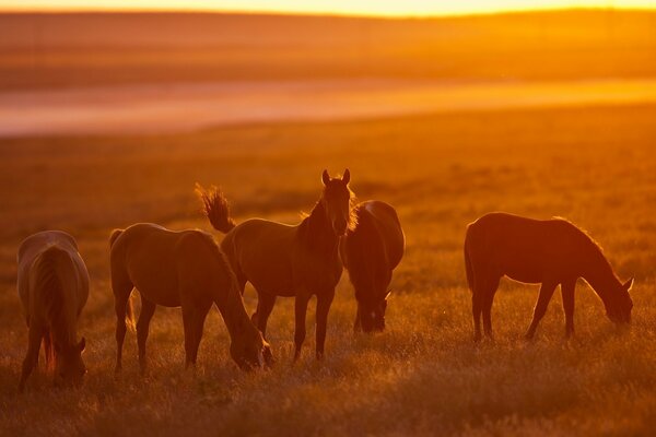 Beau cheval manger de l herbe au coucher du soleil dans le champ