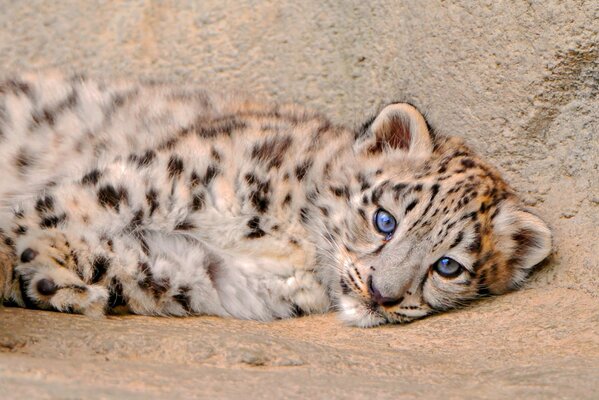 El pequeño leopardo de las Nieves descansa después del juego