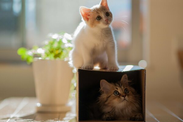 Los gatitos divertidos vieron algo interesante