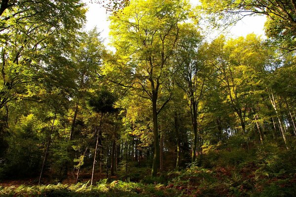 Foresta delle meraviglie in una giornata di sole