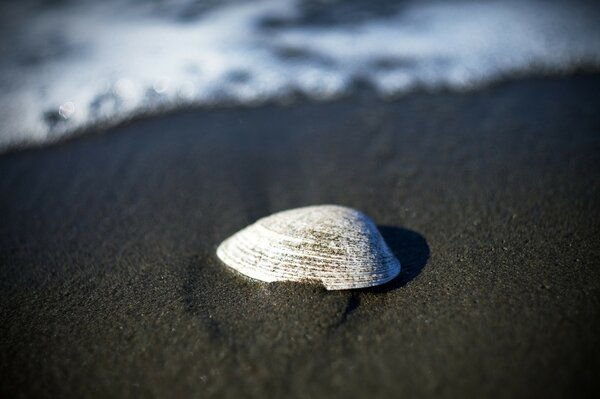 На песчаном пляже жемчужная ракушка