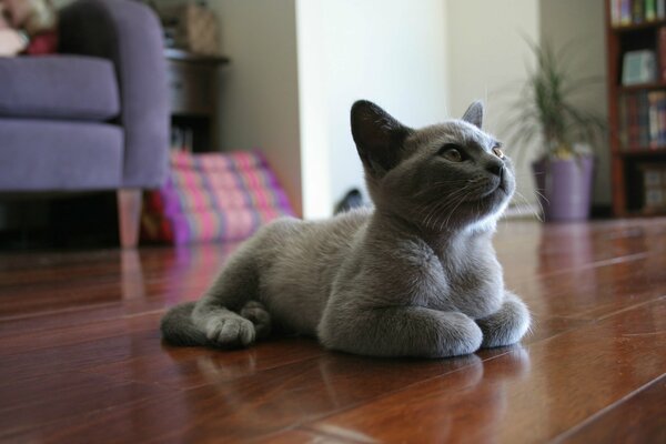 Gato gris descansando en el Suelo