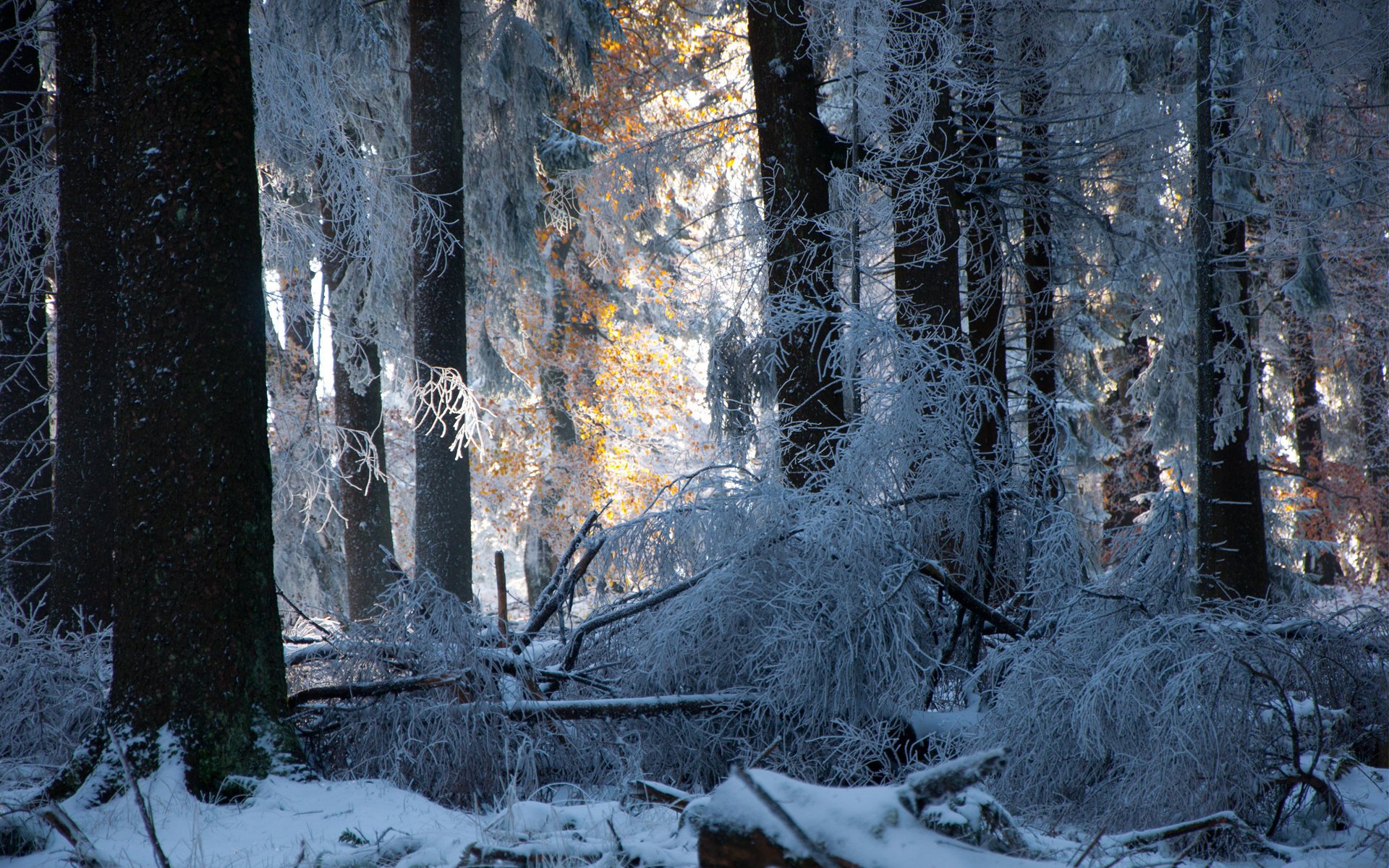 forest trees winter snow