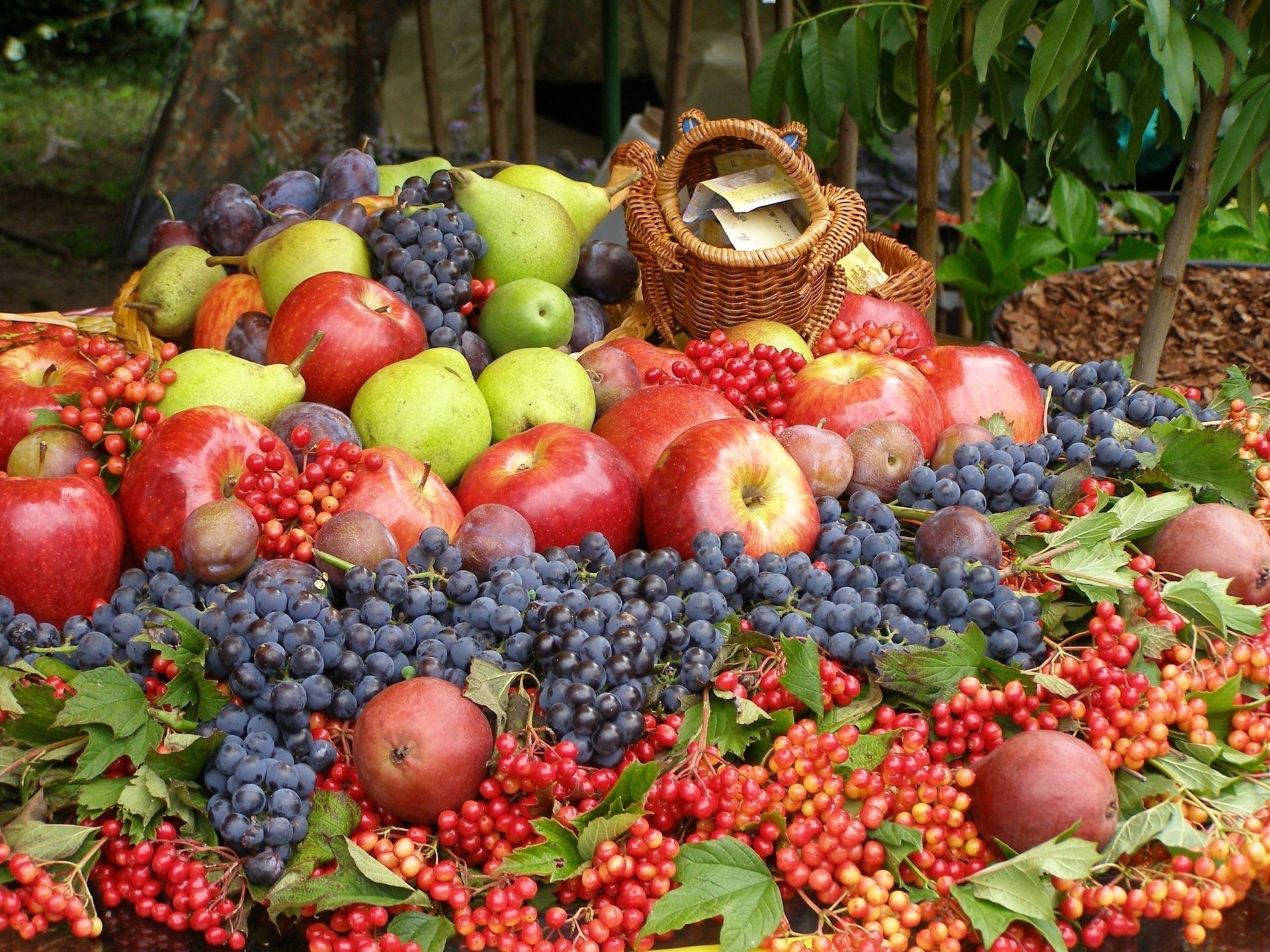 kalina fruit berries grapes apples plum pear