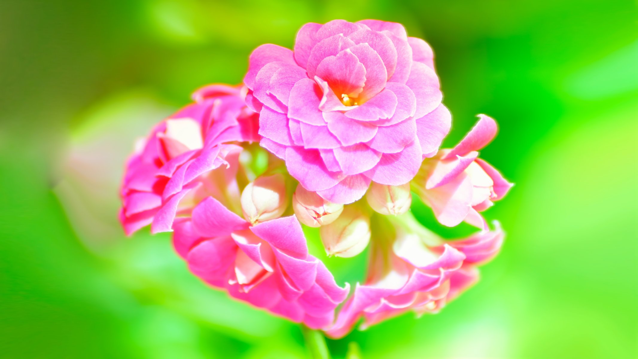 kalanchoe green pink macro