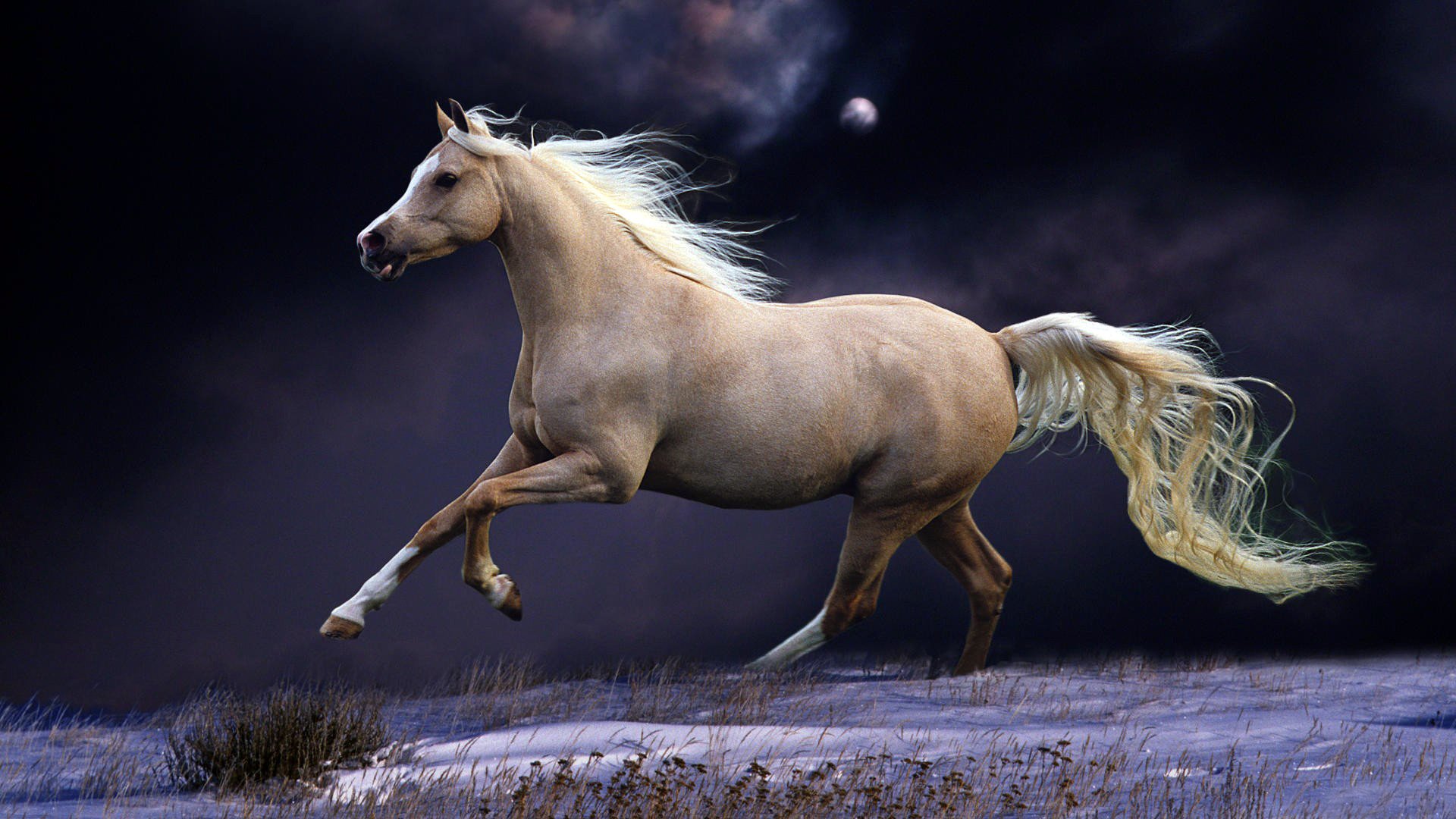 cheval nuit queue ciel neige lune crinière blanc galop