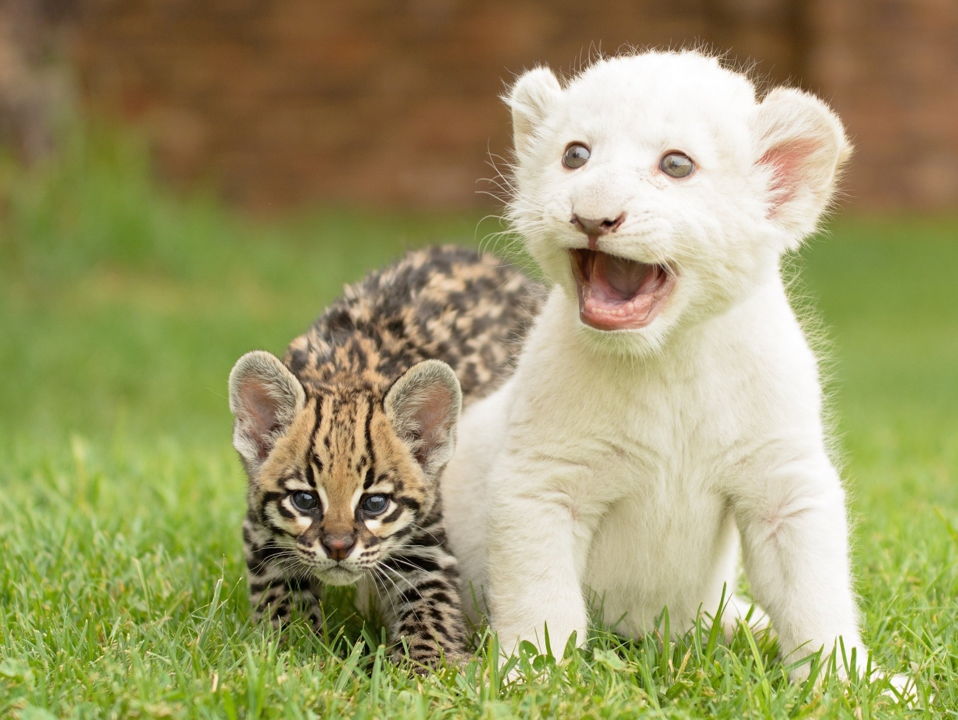 chatons ocelot lionceau chat sauvage petits