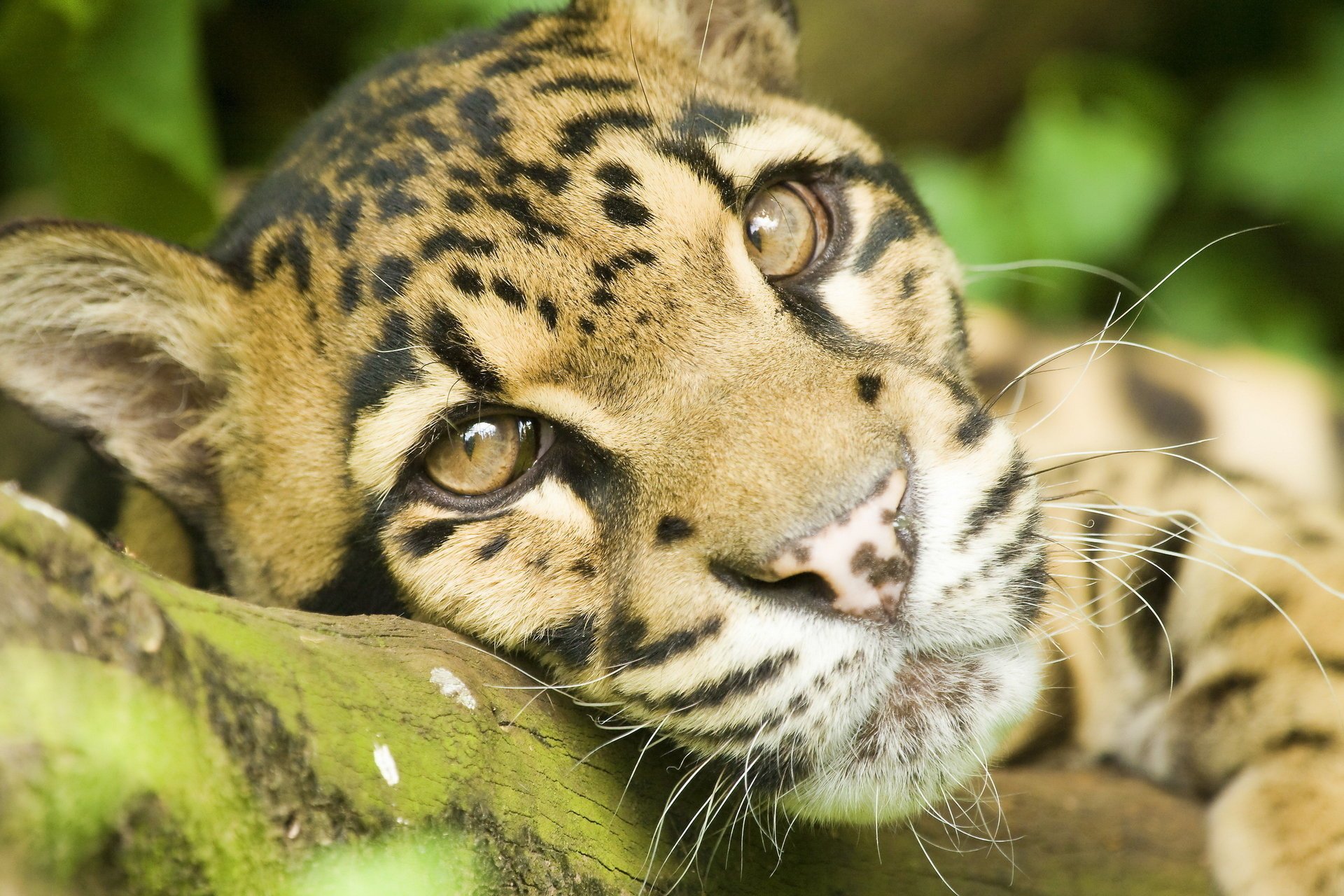 baffi muso leopardo nebuloso vista riposo si trova