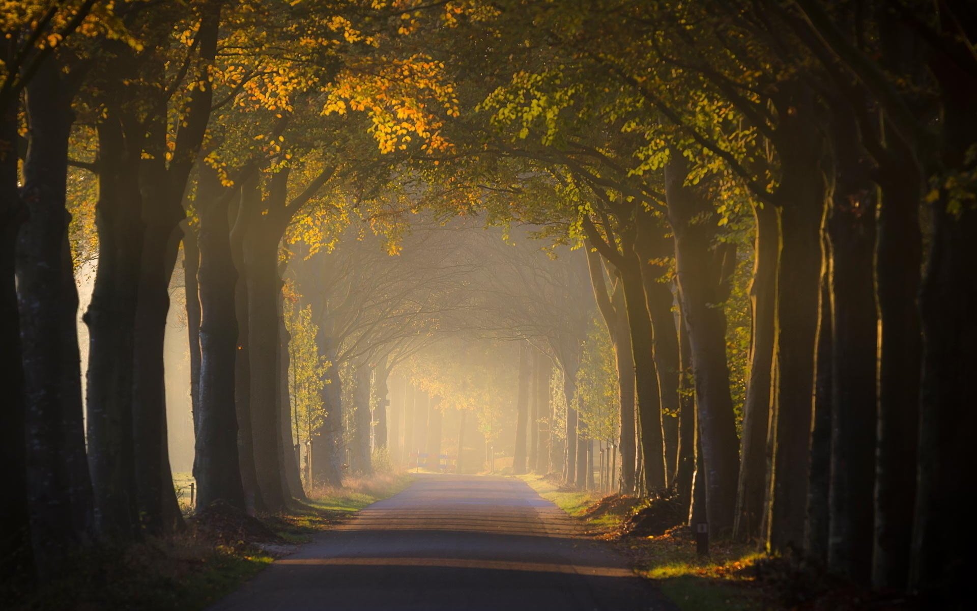 camino árboles luz paisaje