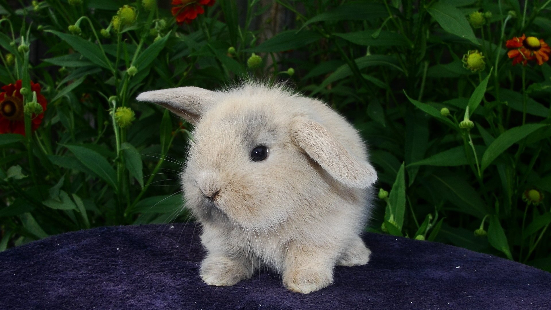 peludo bebé conejo