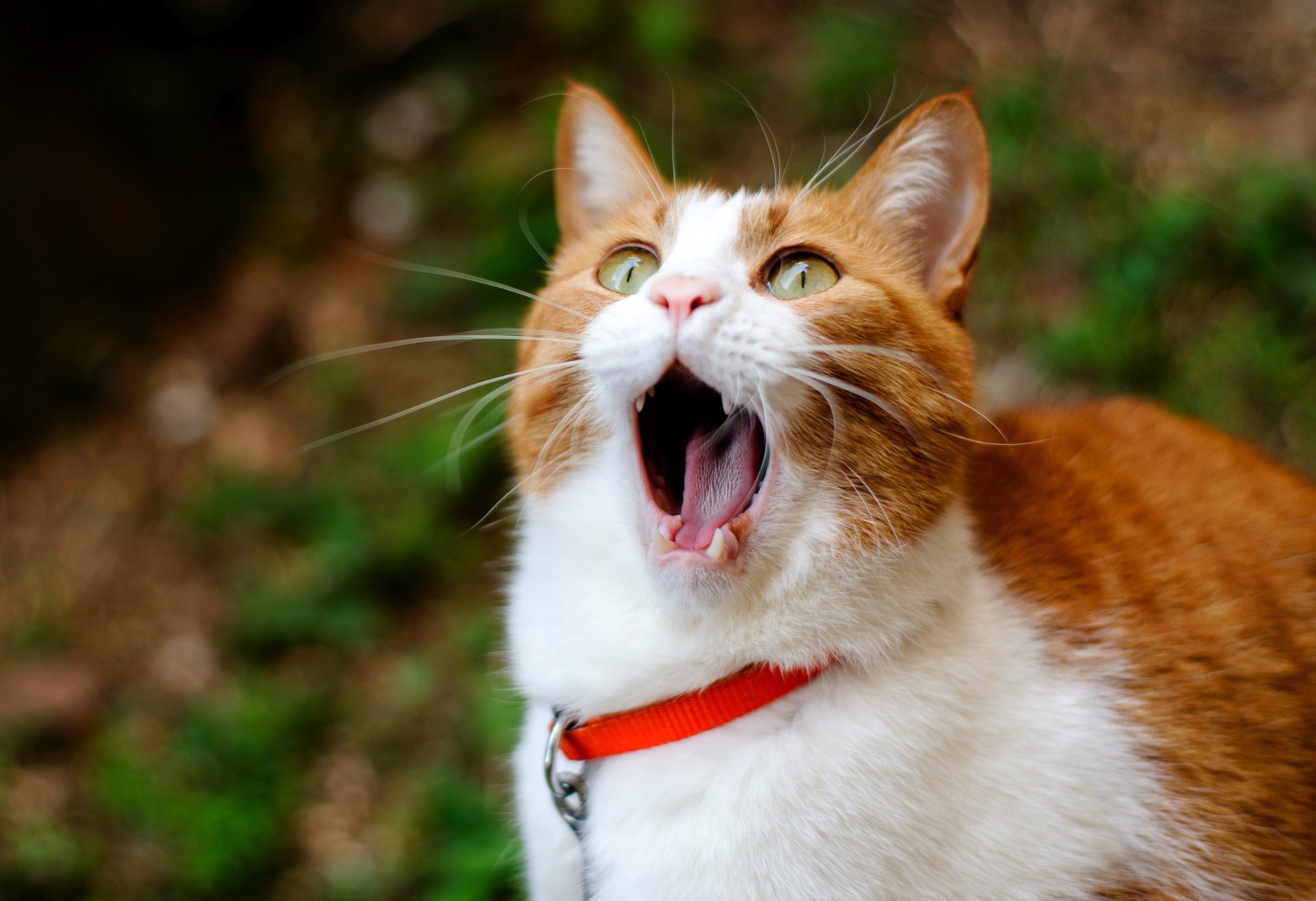 gatto zenzero yawns gatto sbadigli rossa