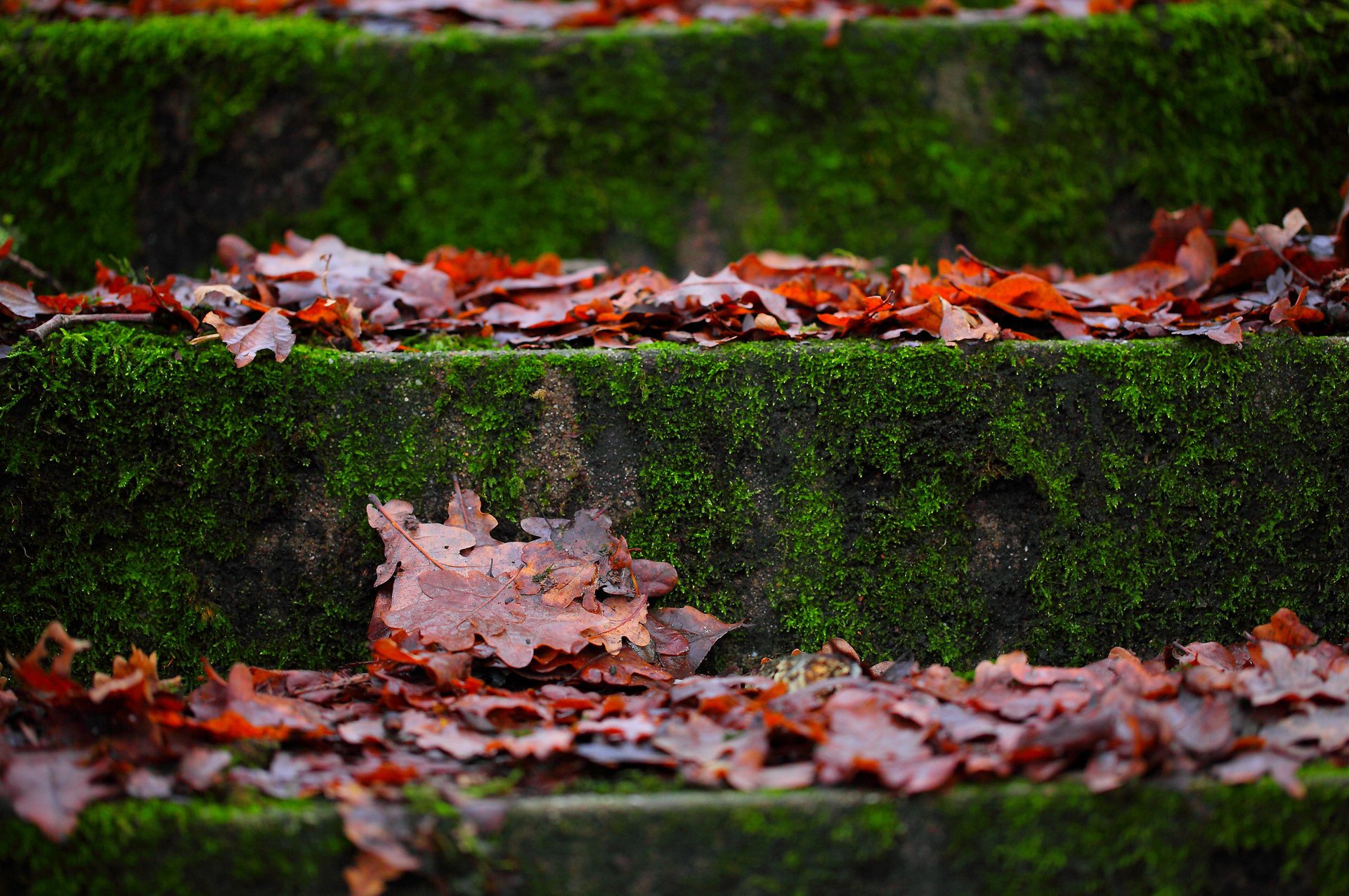 macro stage moss foliage autumn