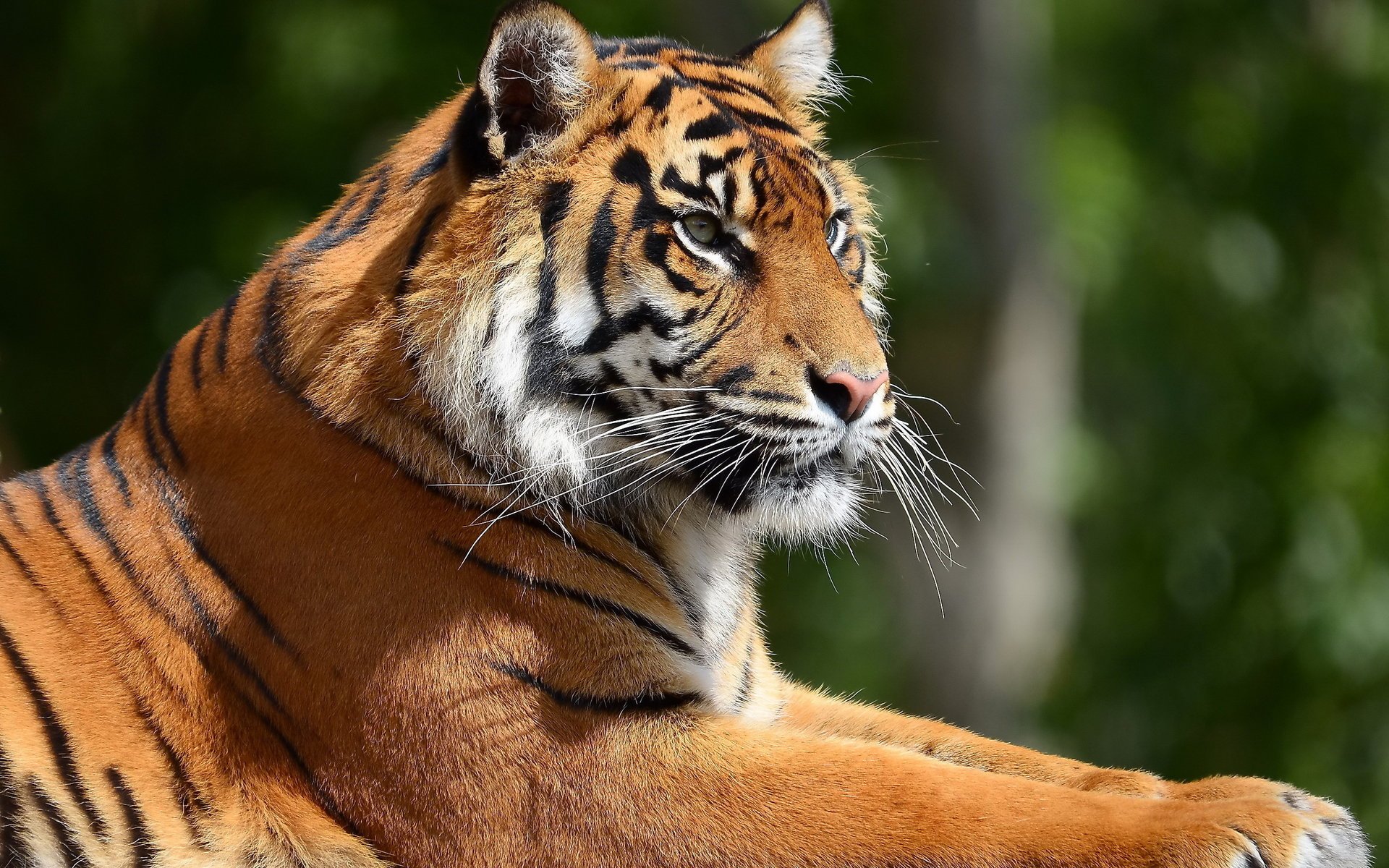 tiger profil ruhe schnauze