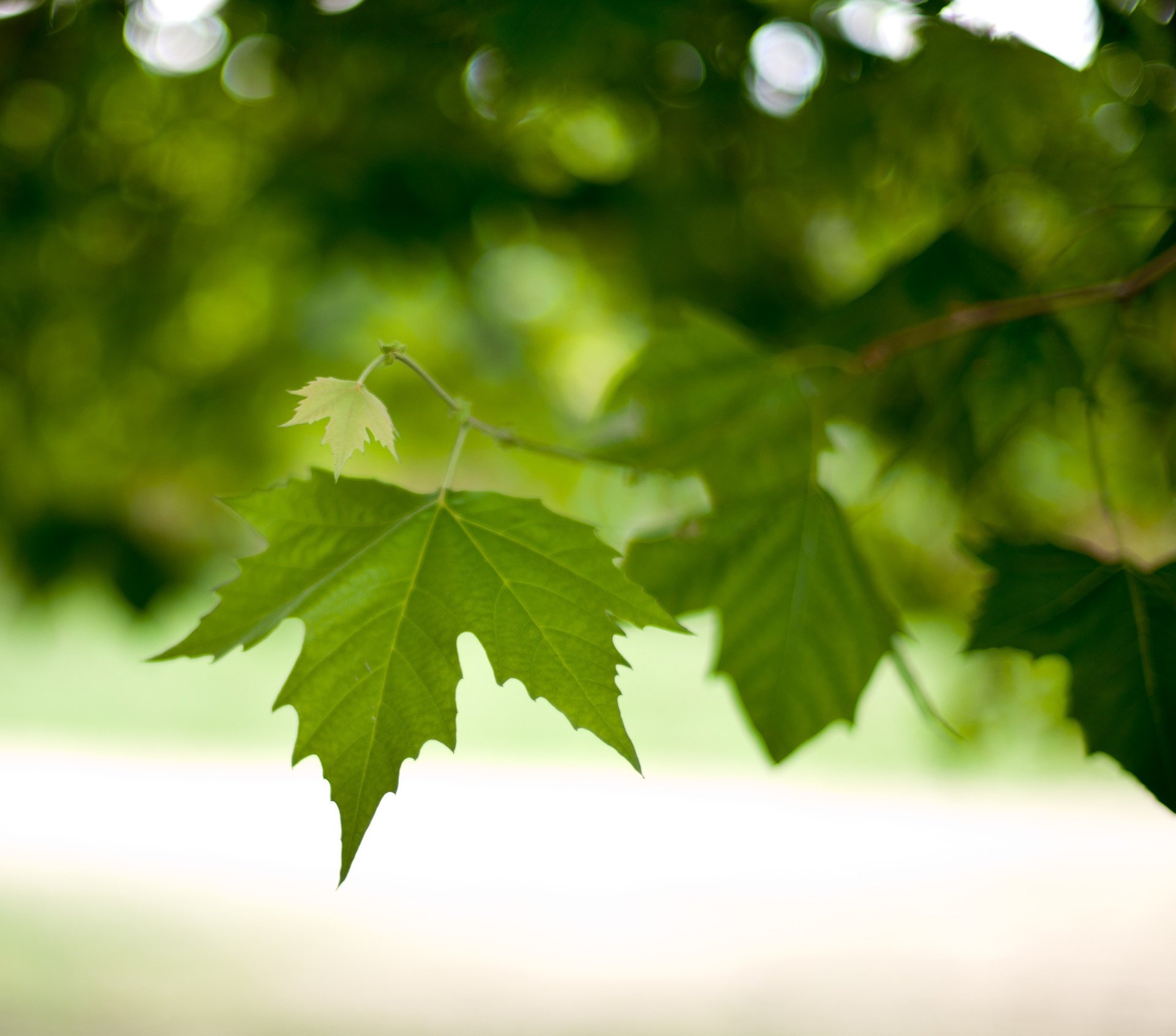 gros plan vert printemps branche feuillage feuilles feuilles