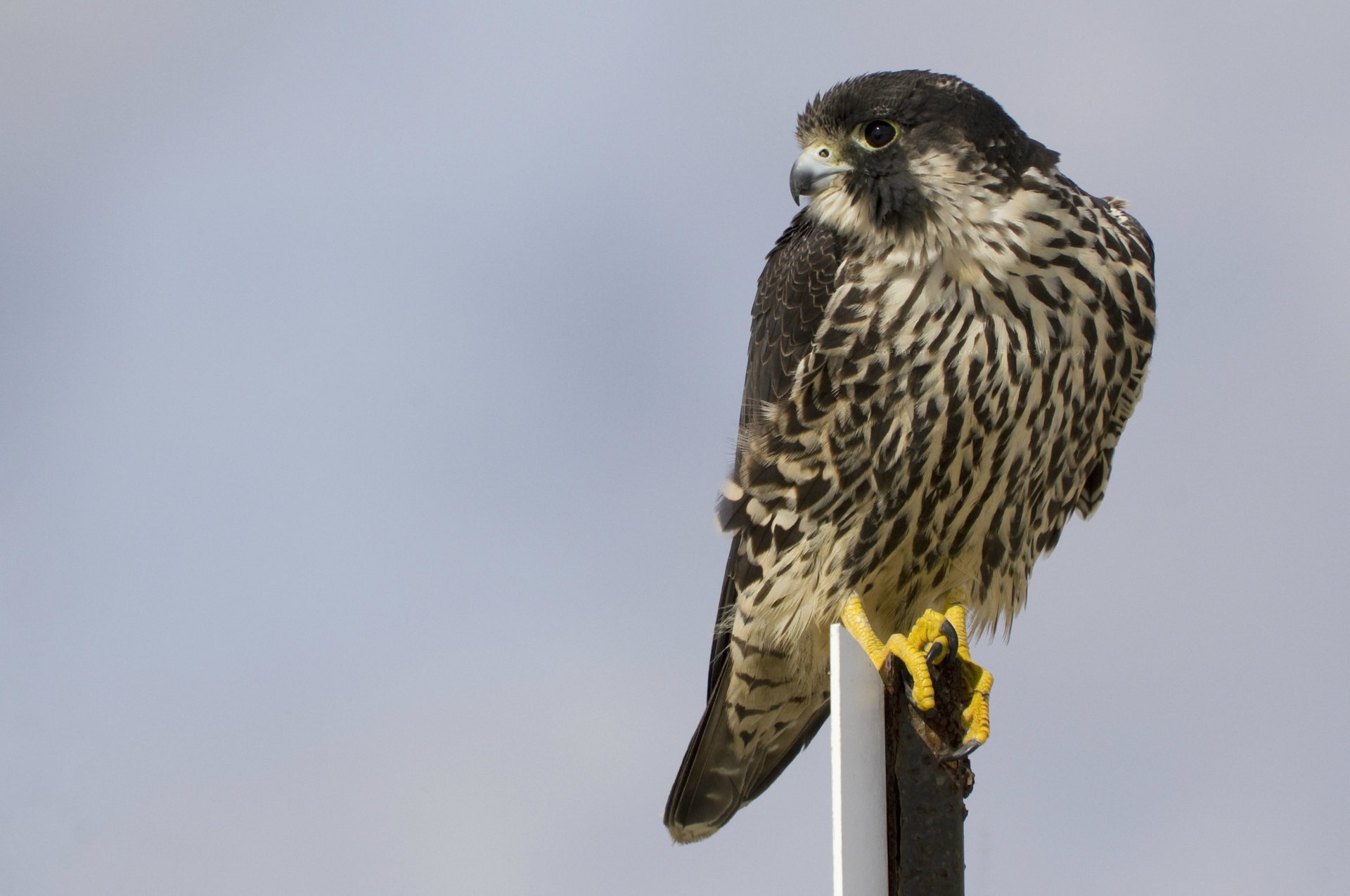 pájaro halcón peregrino perfil fondo gris mirada