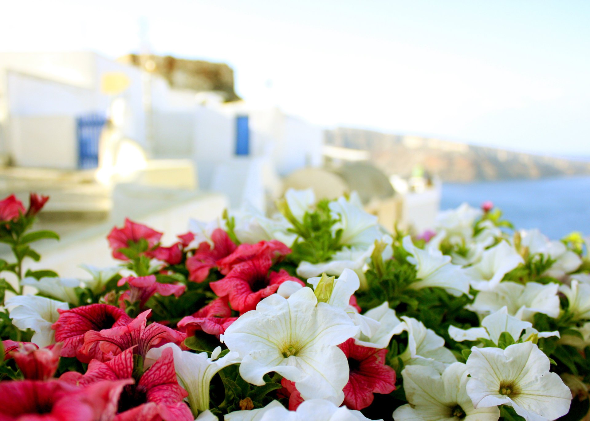 fleurs mer été grèce soleil