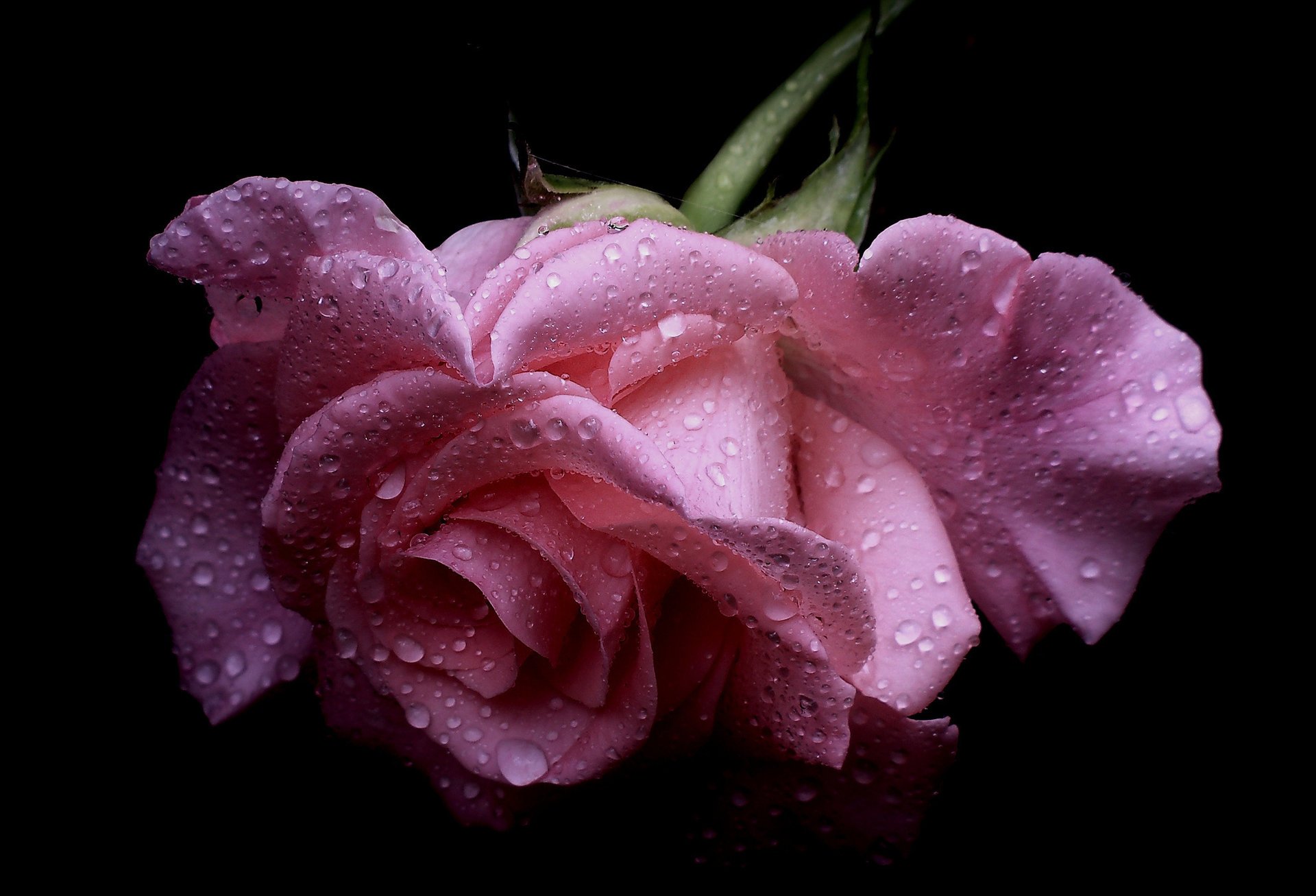 rose drops bud macro petal