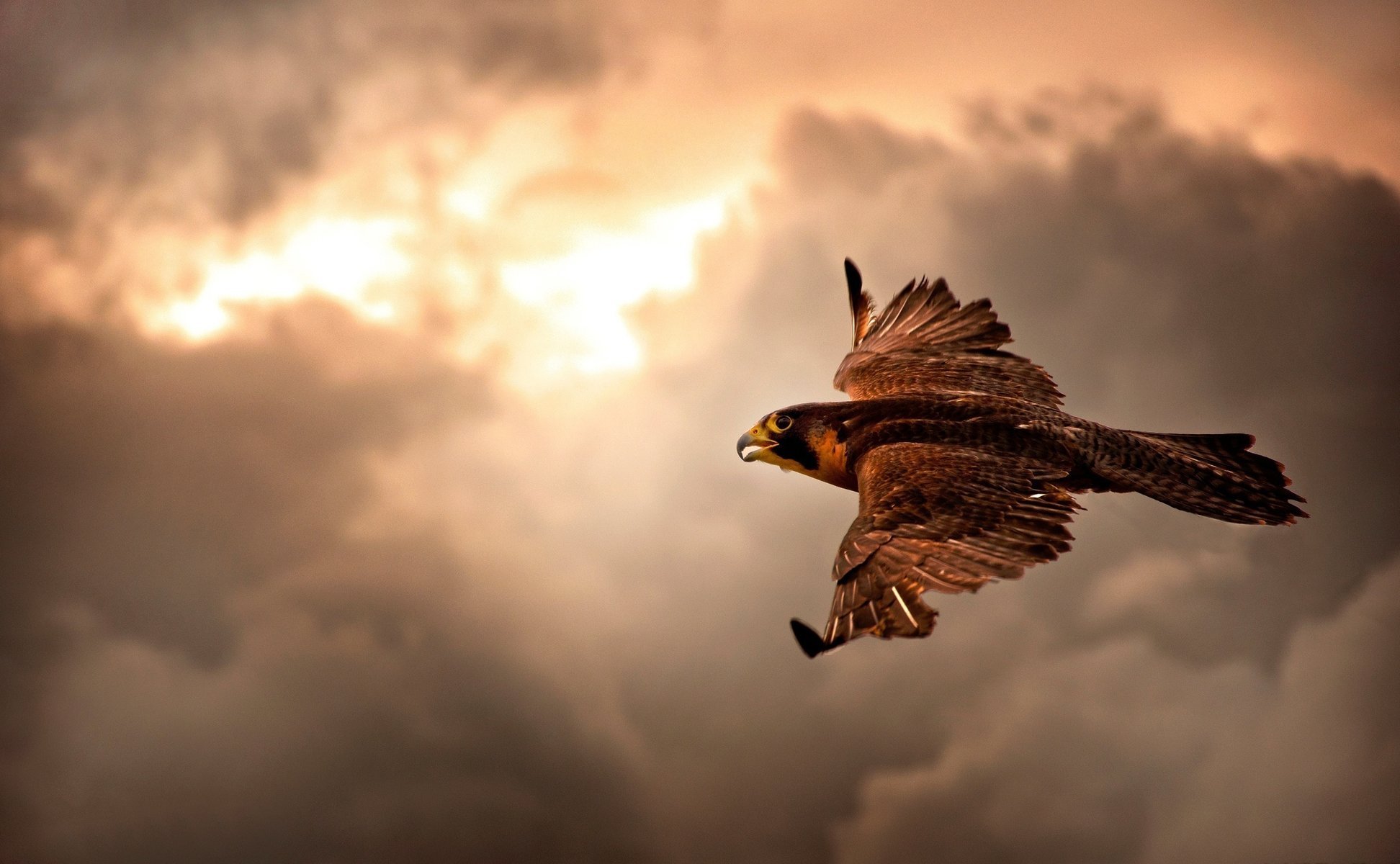 hawk clouds flight