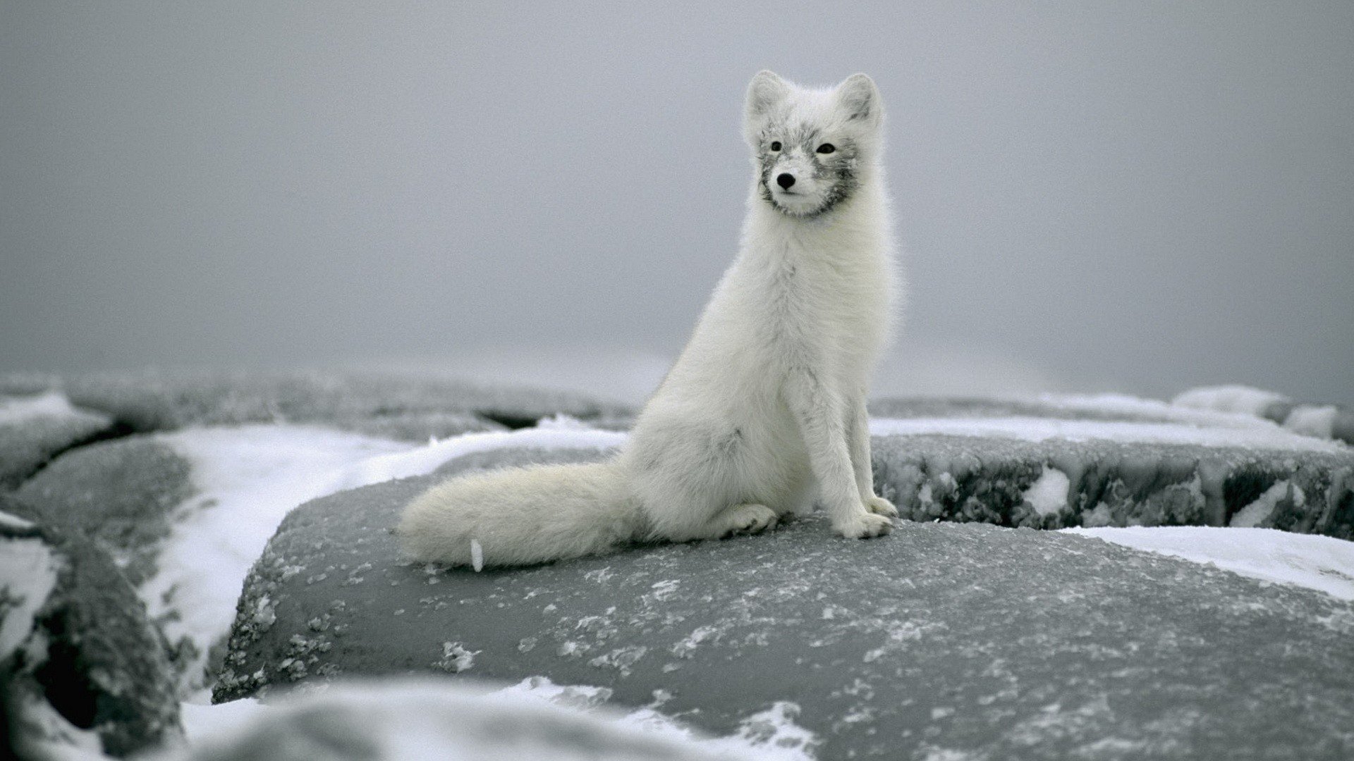 fox polar fox sitting stones snow