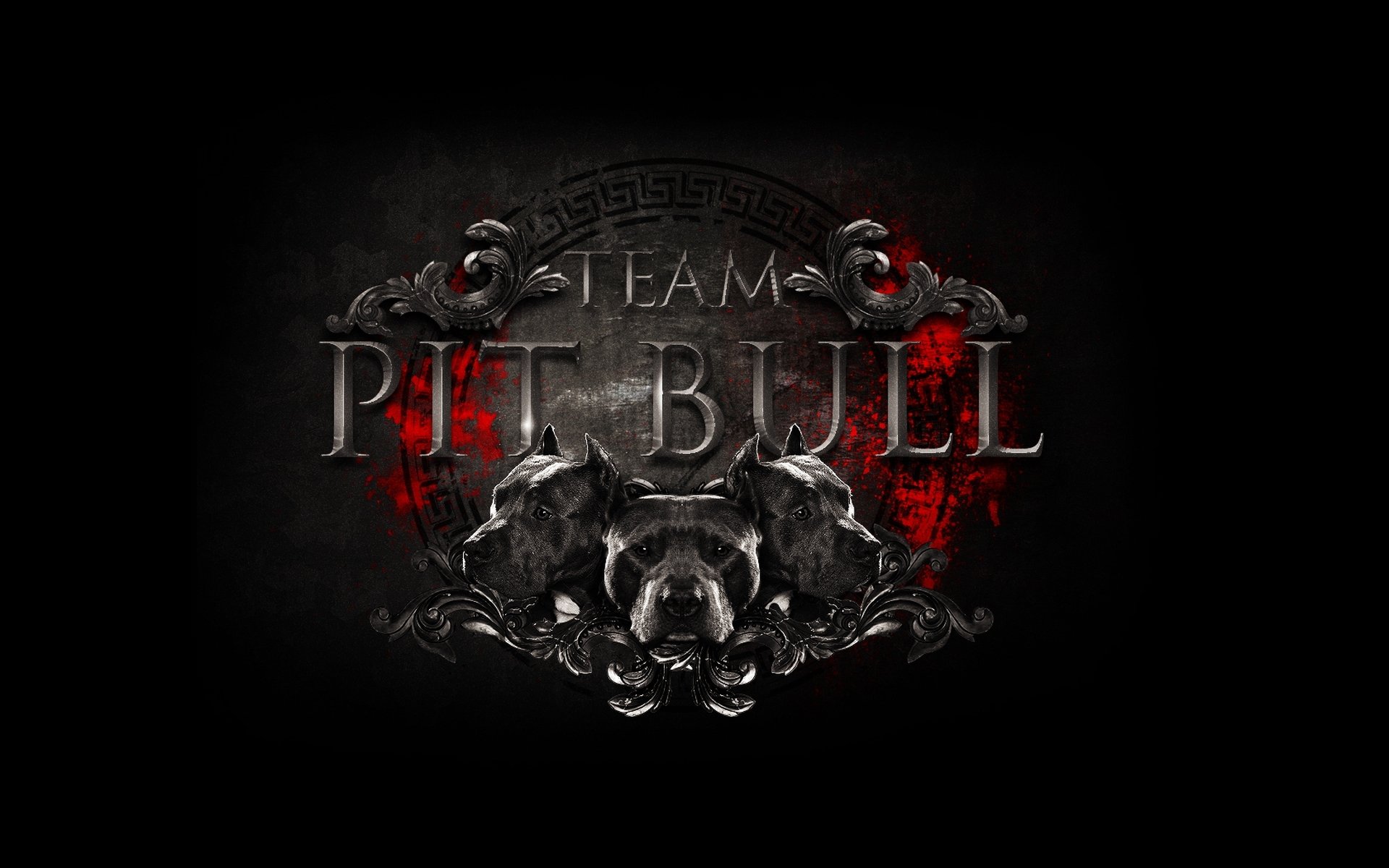 logotipo logotipo equipo pit bull equipo club de lucha artes marciales mixtas artes marciales mixtas pitbulls