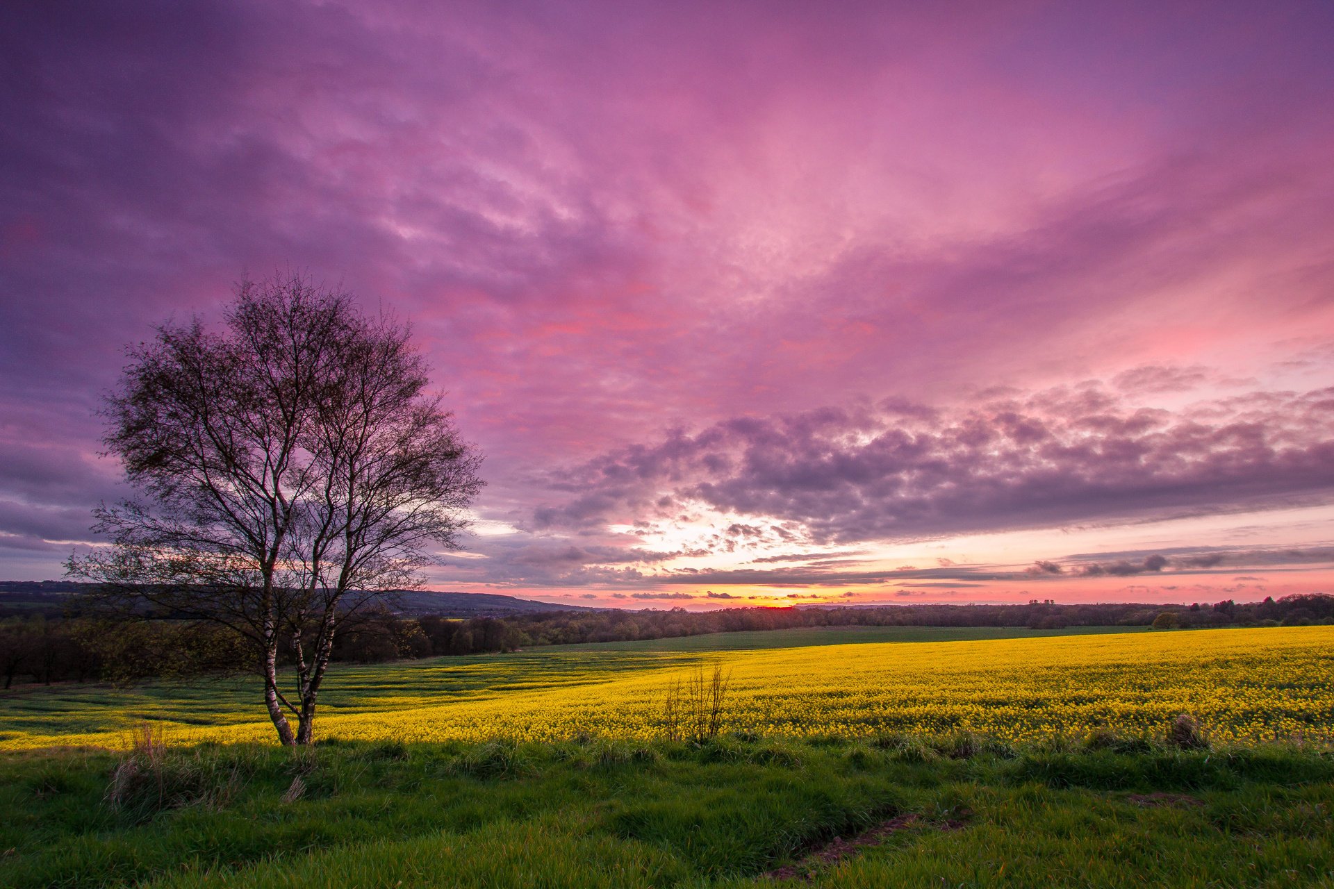 himmel ebene sonnenuntergang baum gras farben