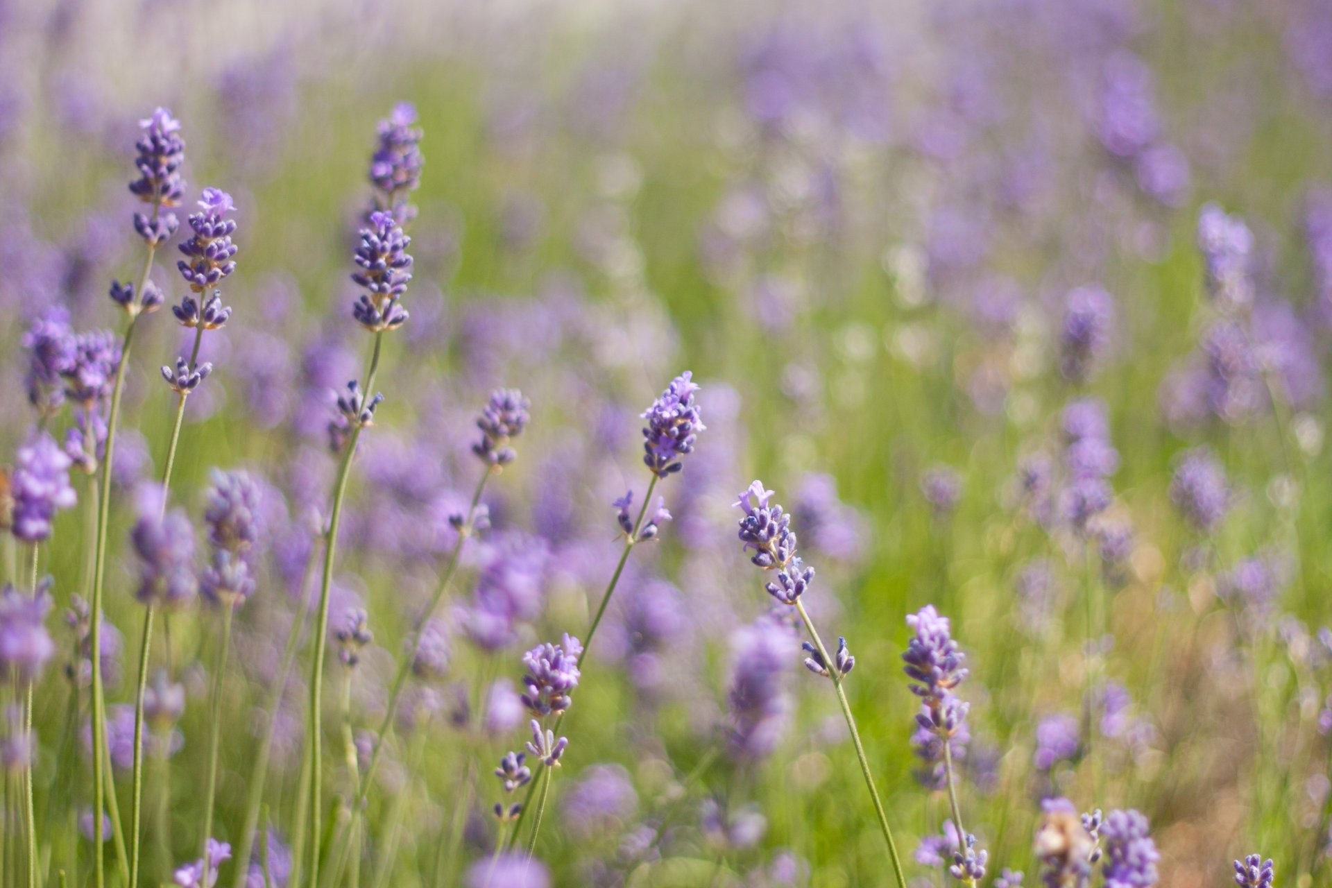 flores lavanda campo lila púrpura plantas