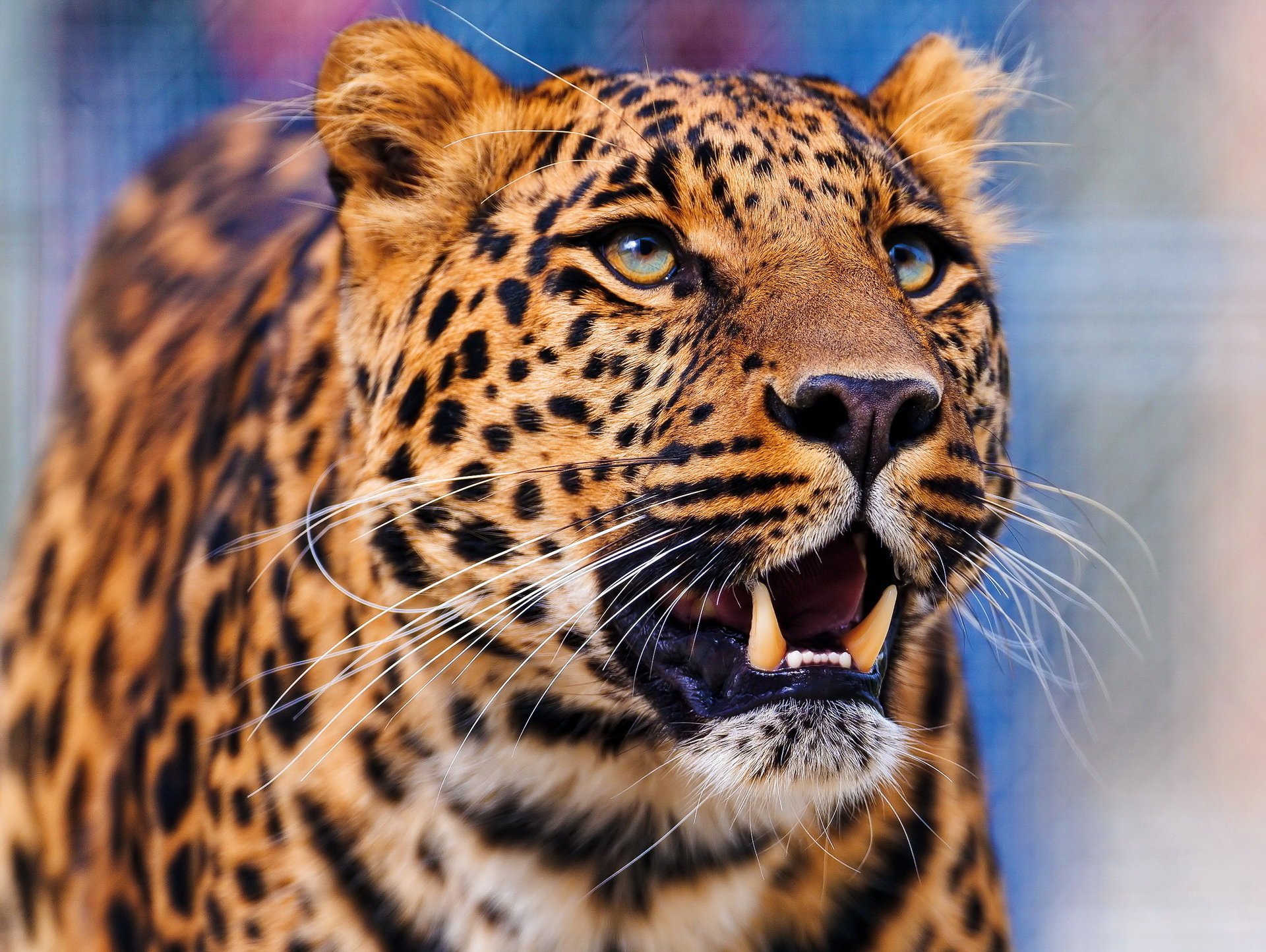 leopard schnauze leopard schaut nach oben steht