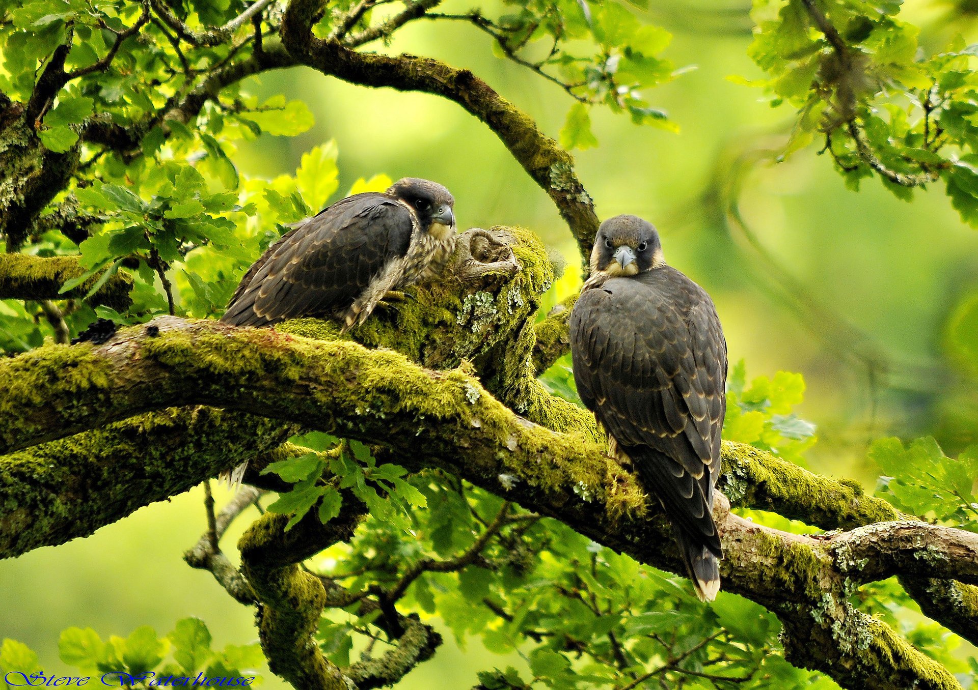 branches peregrine birds falcon