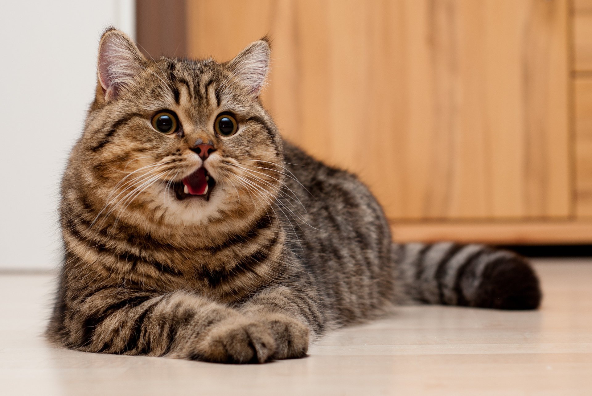 katze schnauze auf dem boden blick liegt