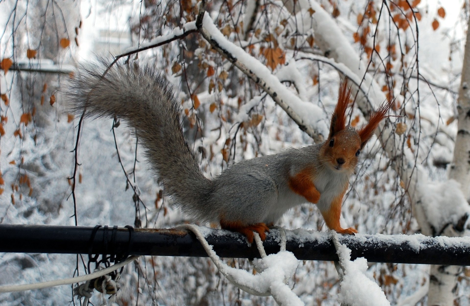 eichhörnchen winter zweige