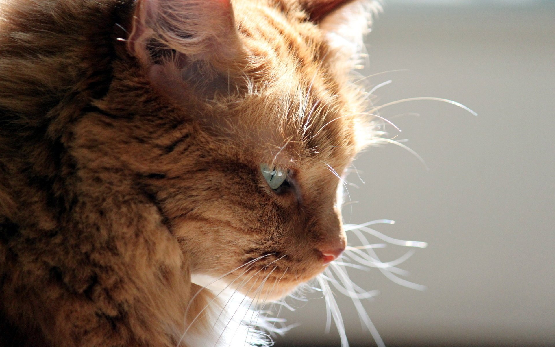 chat fond lumière