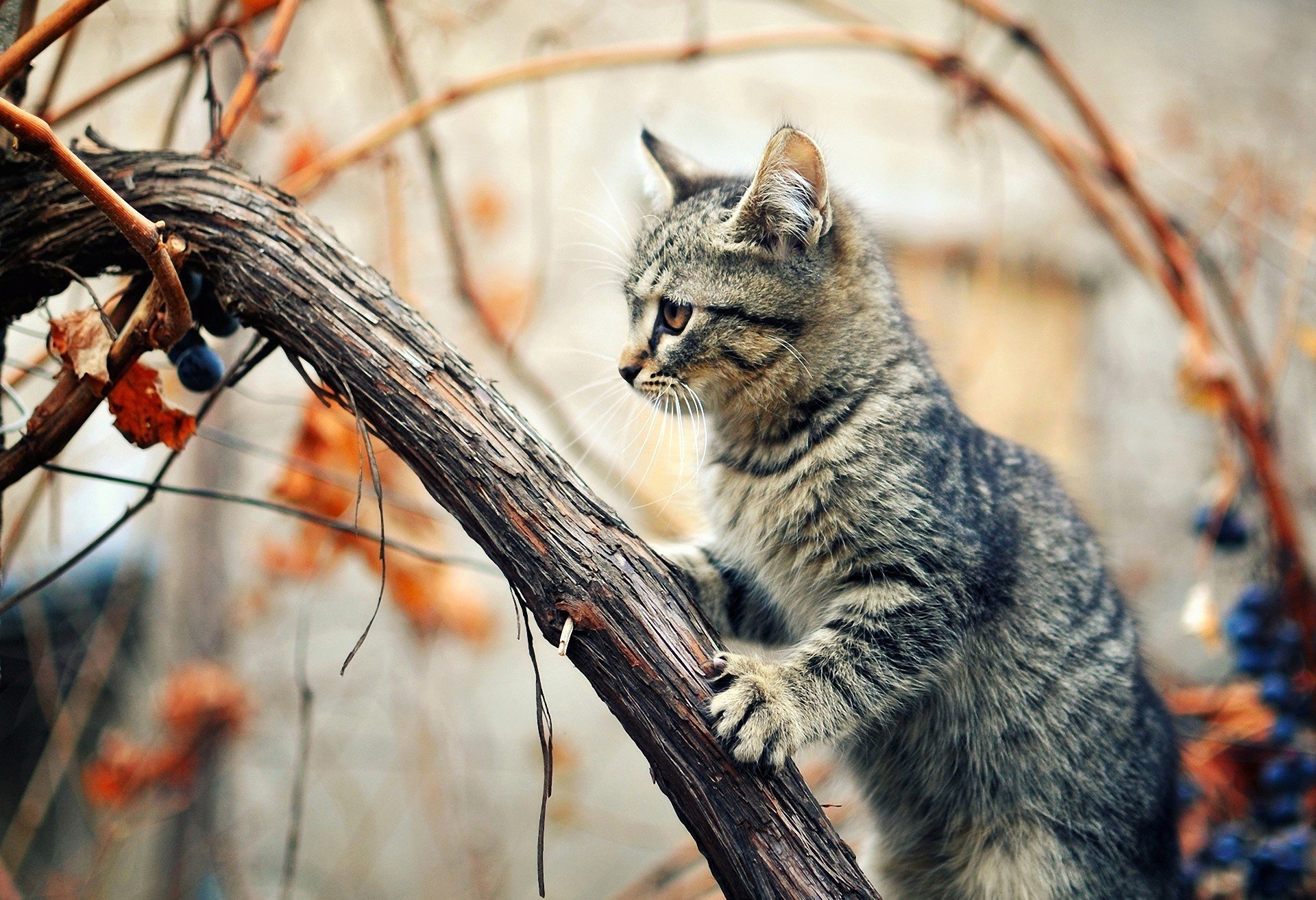 chat assis automne chat arbre raisin liane