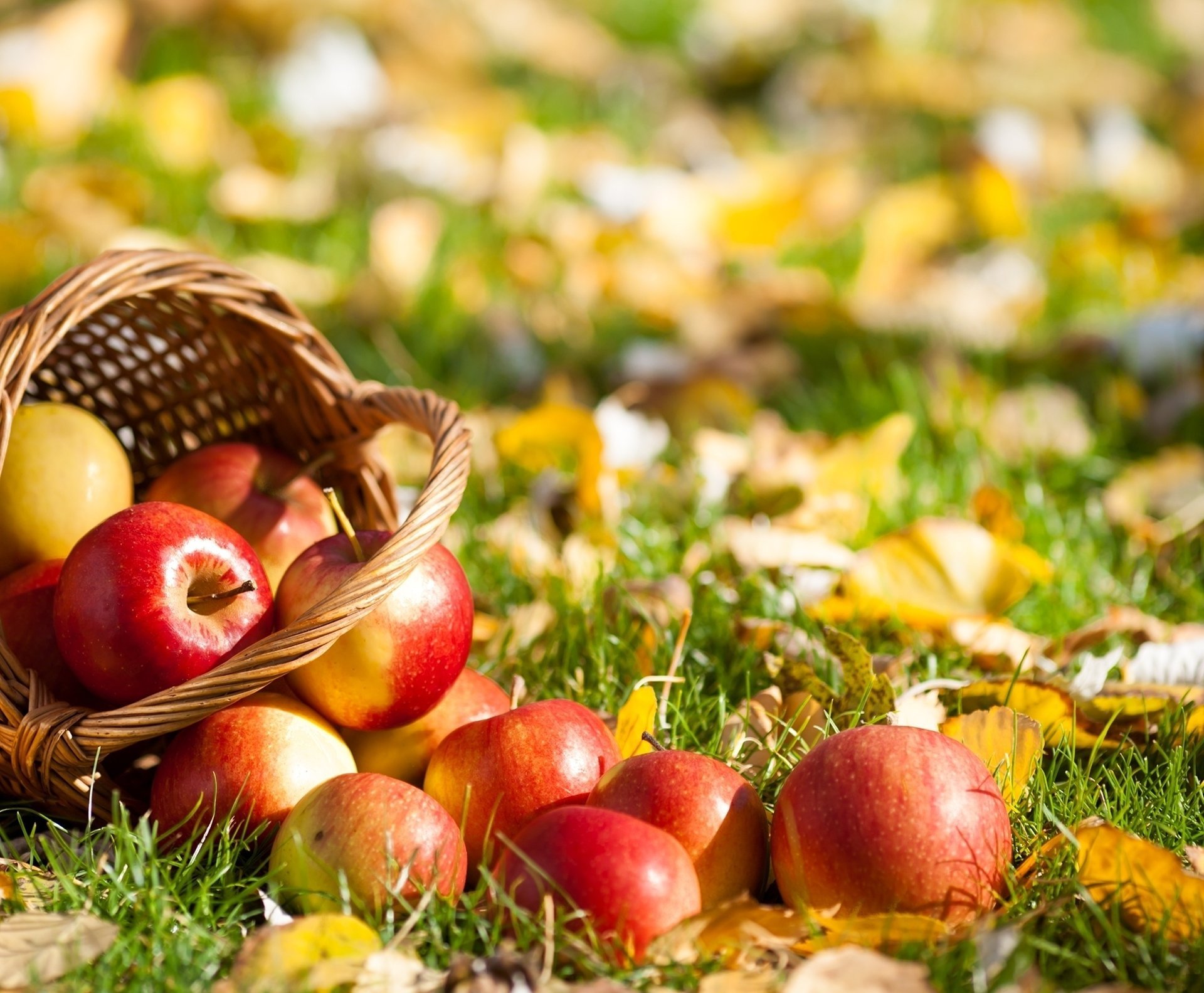 panier pommes feuilles herbe fruits