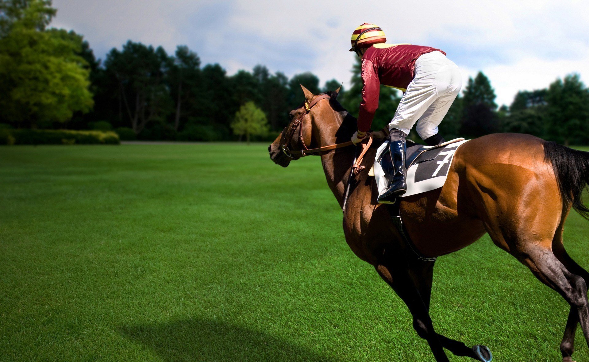 caballo deporte jinete caballo caballo