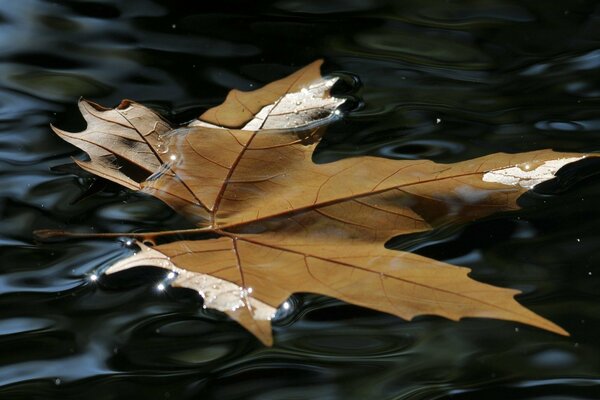 Herbstgelbes Blatt auf dem Wasser