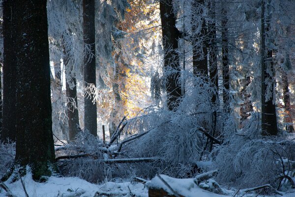 Winterwald Bäume im Schnee