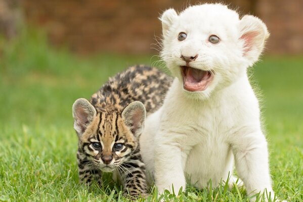 Chatons mignons Ocelot et lionceau