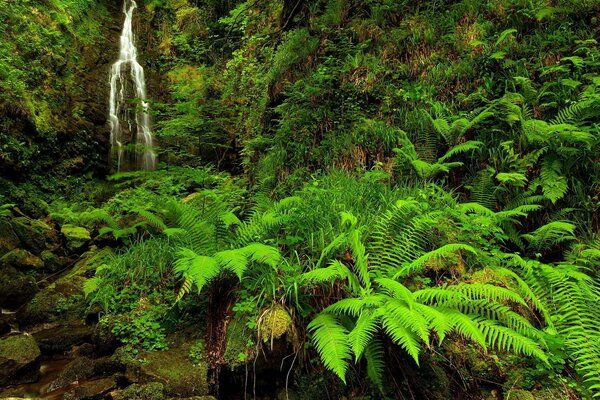La beauté de la nature, une petite cascade au milieu d une fougère