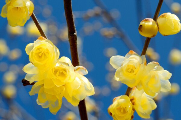 Gelbe schöne Blumen. Blauer Himmel